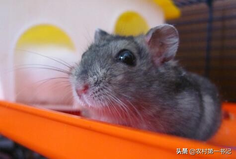 被宠物仓鼠咬了用打狂犬疫苗吗,被宠物仓鼠咬了要打疫苗吗