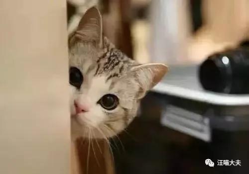 猫不听话该怎么养,养猫可以不打针吗