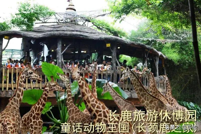 童话动物王国卡组,童话动物王国