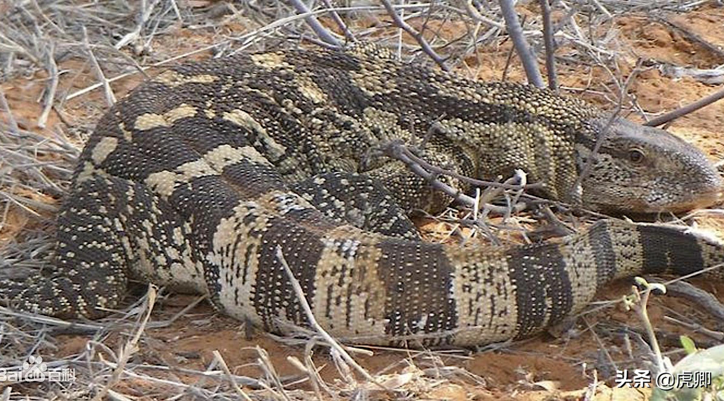 狐獴女王独揽生殖权,生产70子女,女儿篡位后如何处置母亲?