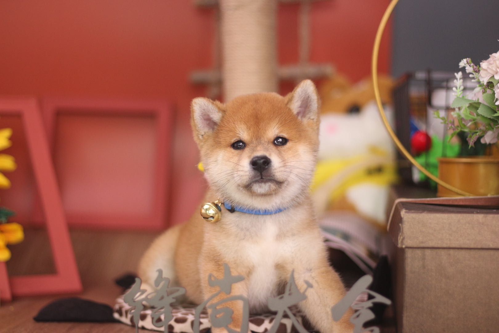 上海哪里可以买到正宗的柴犬,1000块能买到柴犬吗