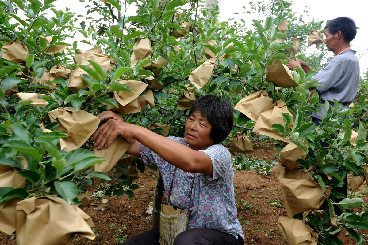 水果套袋比阳光直晒的好吗,水果黑色套袋不会影响阳光照射吗
