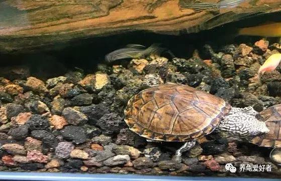 龟暴毙会是水的问题吗,草龟突然暴毙什么原因