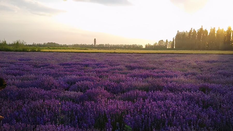 军农乳业，*疆新**特色乳品新兴力量