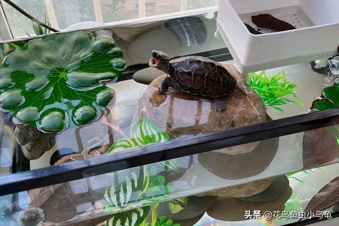 最容易养的乌龟是哪种乌龟,最容易养的乌龟是哪种品种