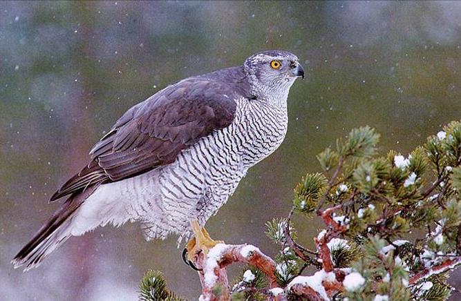 东江揽胜,惠州淡水常见鸟类图谱