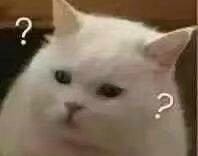 养猫劝退行为案例,养猫的迷惑行为视频