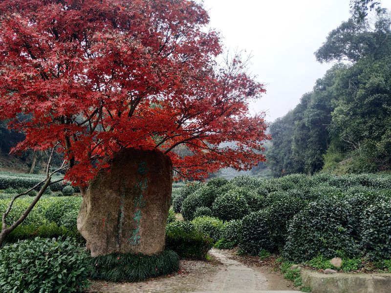 杭州市周末自驾游去哪里好玩,杭州出发周末旅游攻略