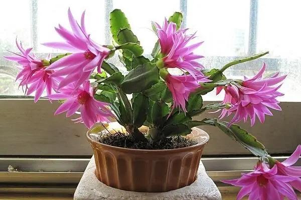 “常年丑貌君不问，一日花红万户惊”——仙人掌的产地及精品赏析