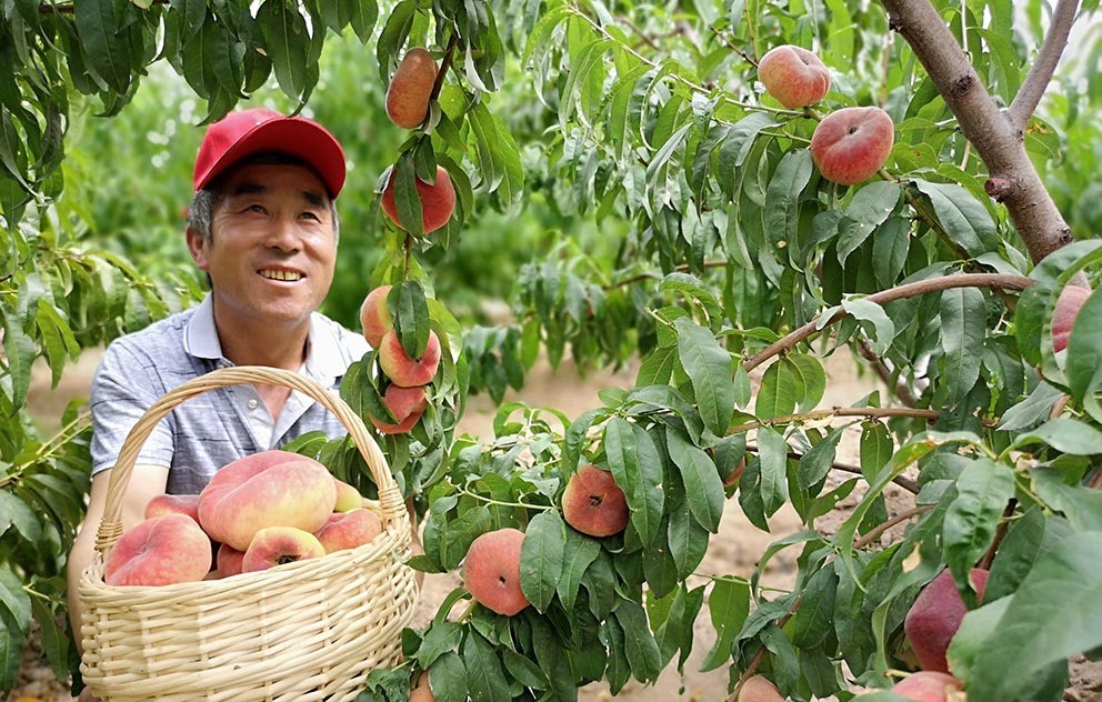 蟠桃怎么种植用桃核,蟠桃的种植方法和管理技术