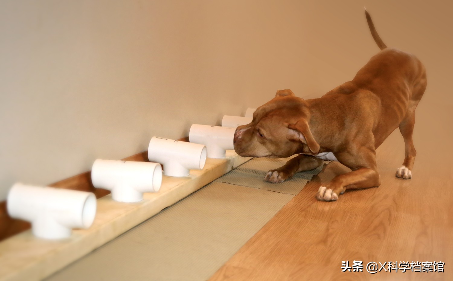 云南缉毒犬查获毒品,云南昆明缉毒犬的训练