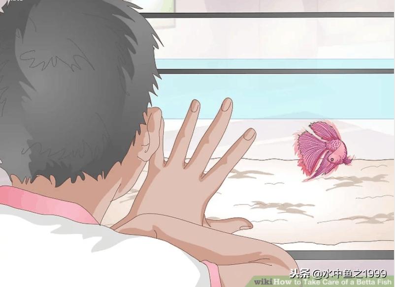 怎么跟斗鱼谈判,怎么跟刚到家的泰国斗鱼互动