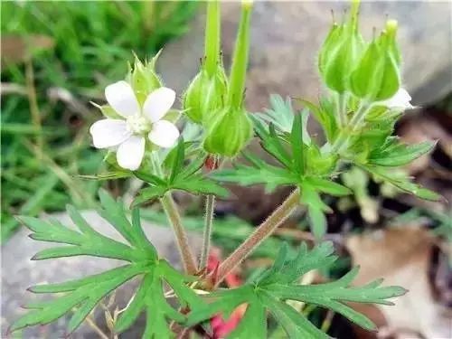 农村常见野花野草,这些野菜农村随处见