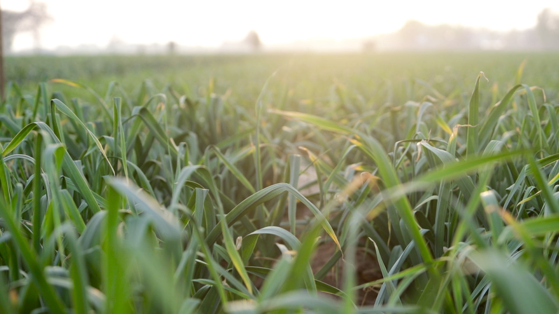 大蒜地里蒜蛆什么时候发生,大蒜打联苯噻虫胺治疗蒜蛆吗