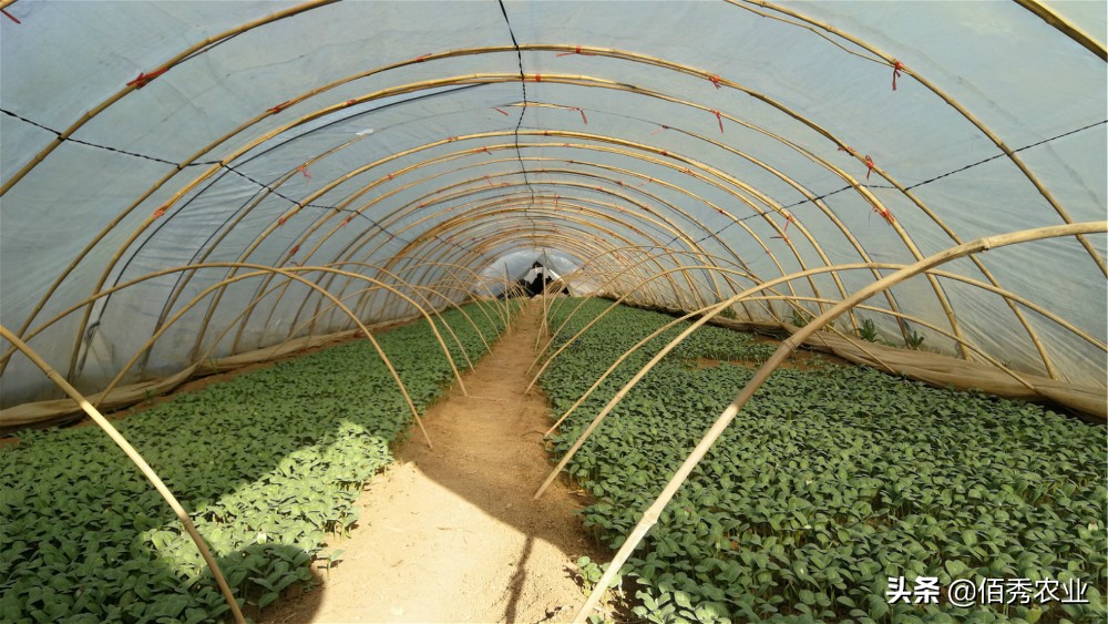 农村小规模种植什么赚钱,未来农村种植赚钱的六个方向