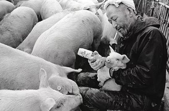 老猪喂猪的正确方法,几个实用的治猪病偏方