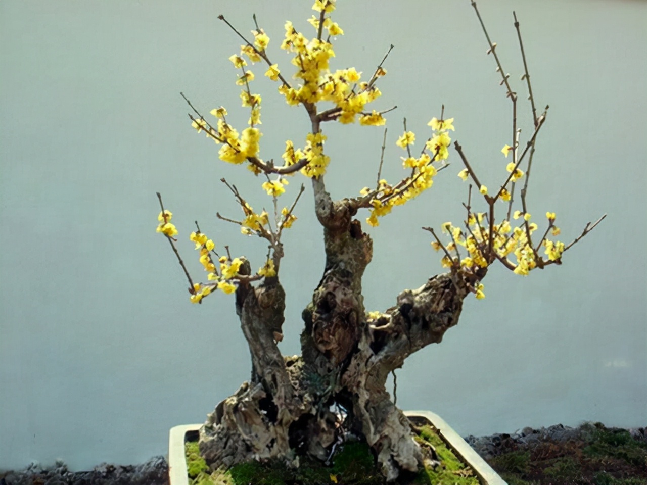 哪些花卉爱阳光浓香好养,喜阴凉的花卉都有哪些好养的