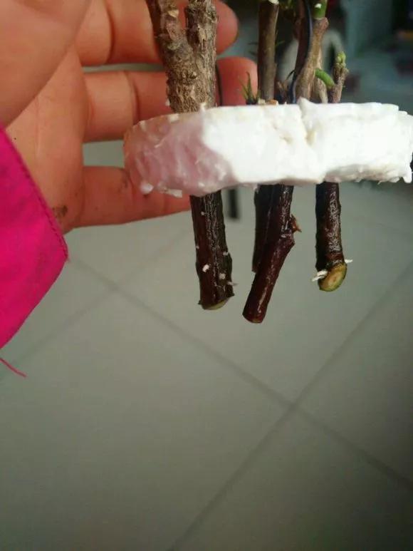 塑料瓶绑在月季上能生根吗视频,水扦插适应哪些花卉