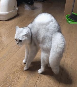 猫突然猝死有先兆吗,猫多久不会猝死