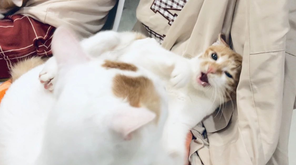 怎么预防猫咪得猫瘟,又到猫瘟高发季