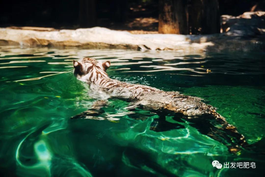 长隆飞鸟乐园怎么去长隆欢乐世界,汉溪长隆地铁站去长隆飞鸟乐园