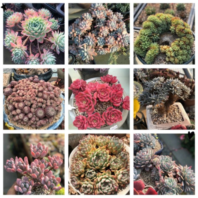 多肉植物能不能晒太阳和浇水,多肉植物太阳不直晒颜色就长不好