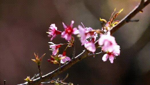 福建春季游玩好去处推荐,我闻到了春天的气息200字