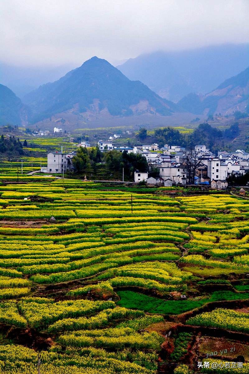 油菜花一片片的像什么,梯田油菜花和平原油菜花