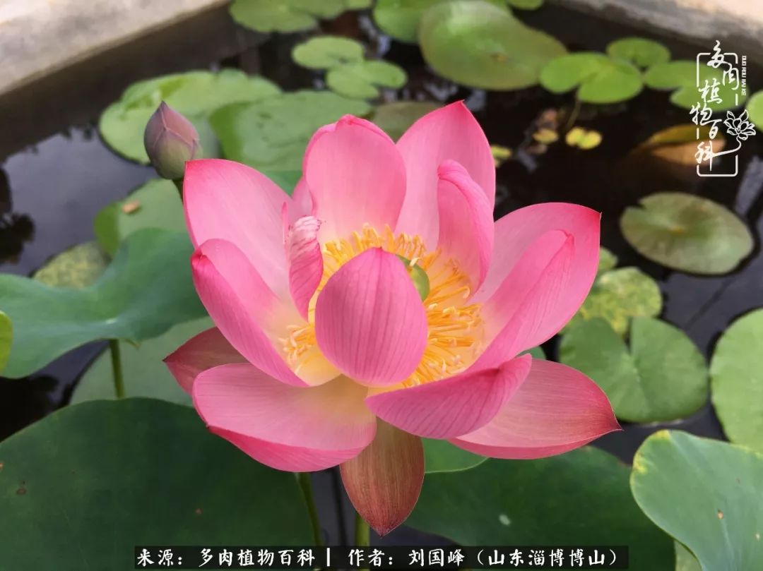 多肉植物大王叫我来巡山,大王叫我来巡山绿植