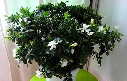 栀子花干叶黄叶怎么自制营养液,大叶牡丹栀子花黄叶干叶怎么补救