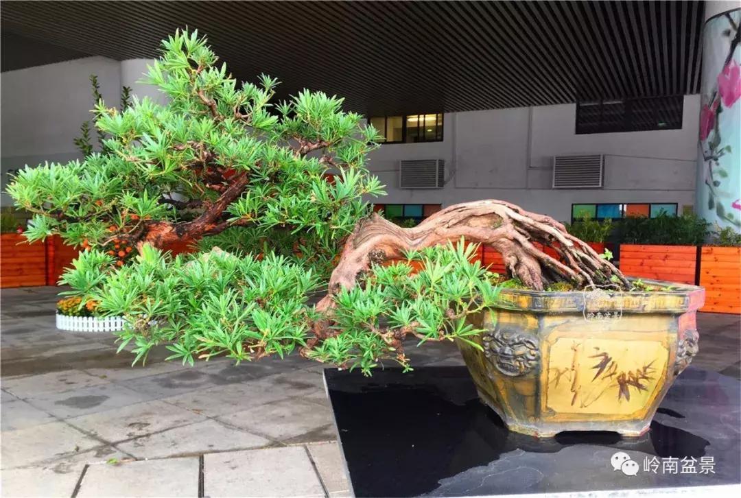 造型极美的盆景一起来欣赏,一组风吹出来的盆景欣赏动感十足