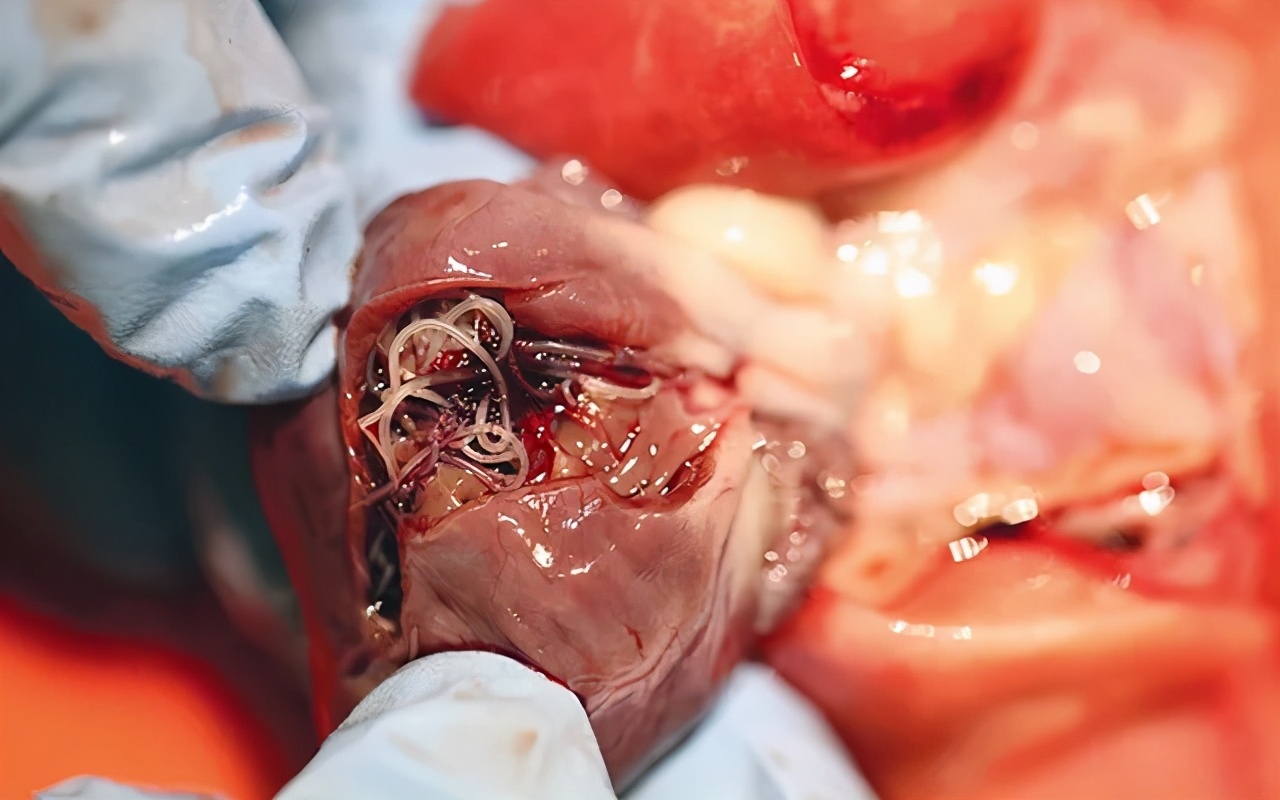 夏天蚊子多怎么给狗驱蚊,宠物用什么方法预防蚊子