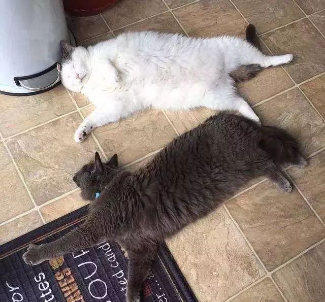 如何判断猫咪发烧,如何判断猫咪发了情