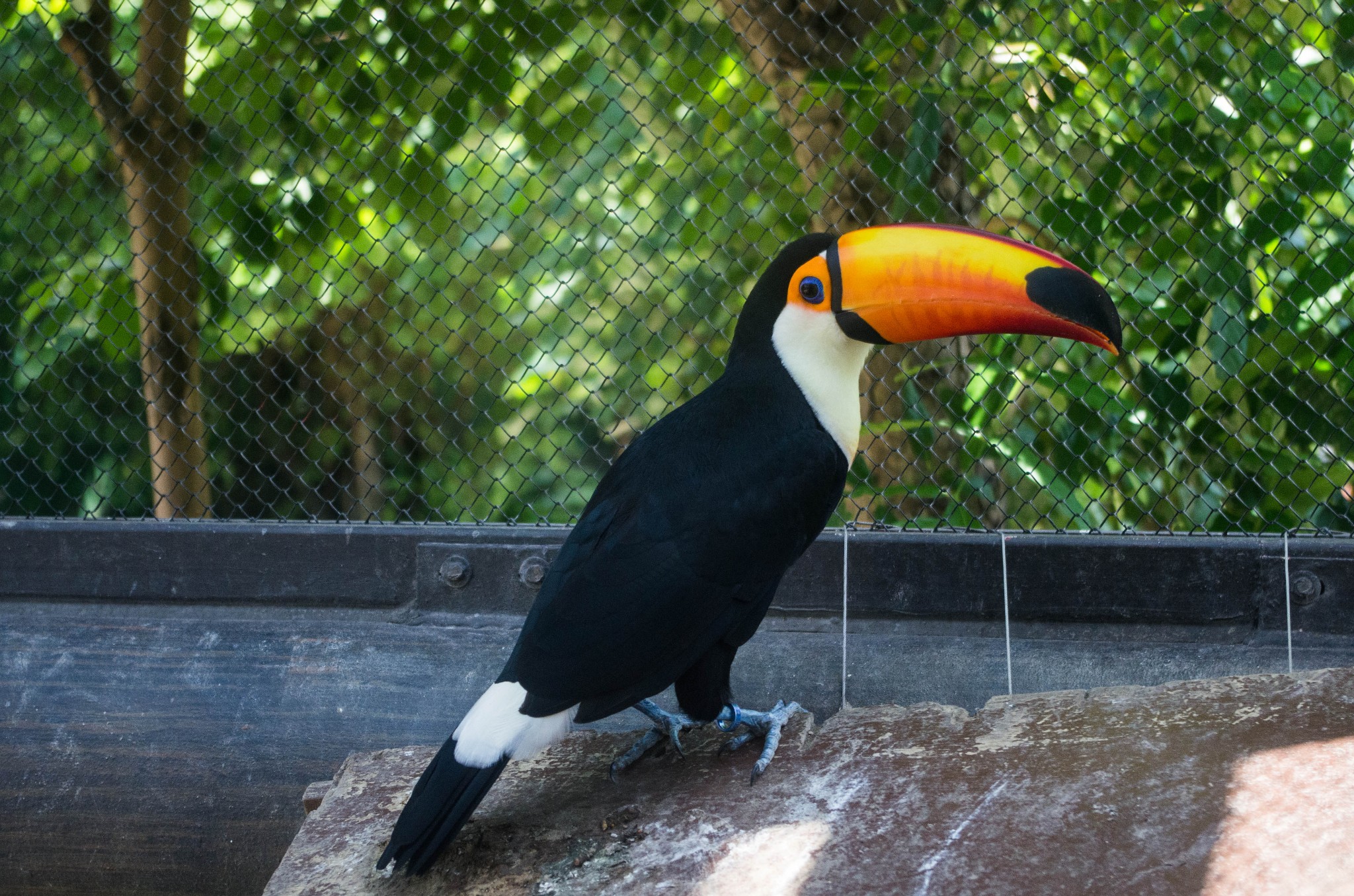 香港海洋公园现在盈利吗,香港海洋公园现在情况