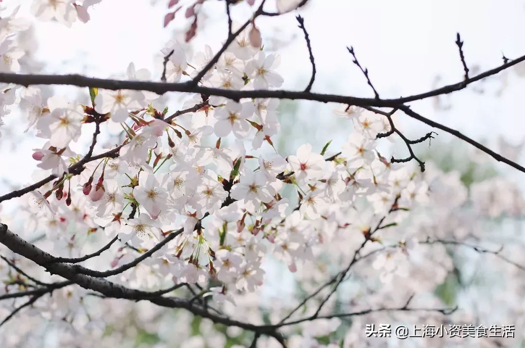 顾村公园一年一度赏樱,顾村公园赏樱点