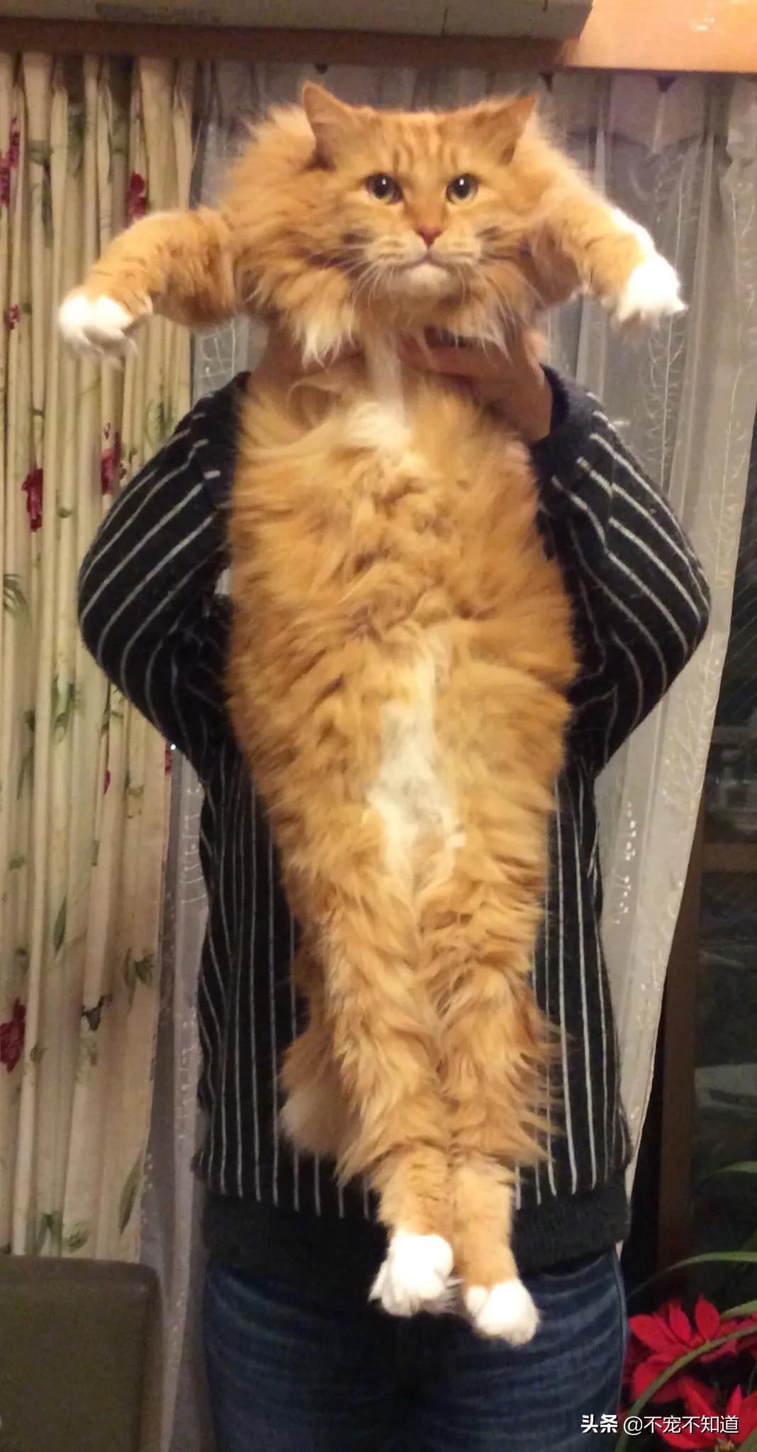 岛国妹子养的超萌小奶猫，几个月后变成巨兽了