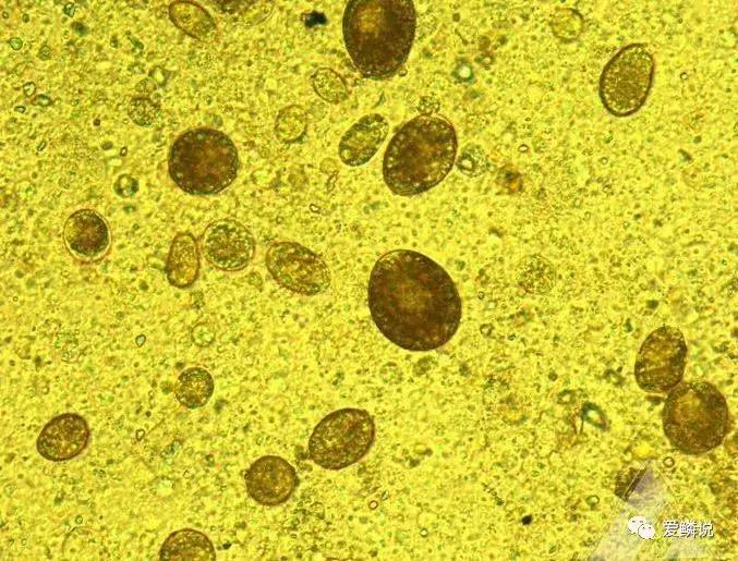 蝴蝶鲤容易生病的原因,警惕成长环境对我们的影响