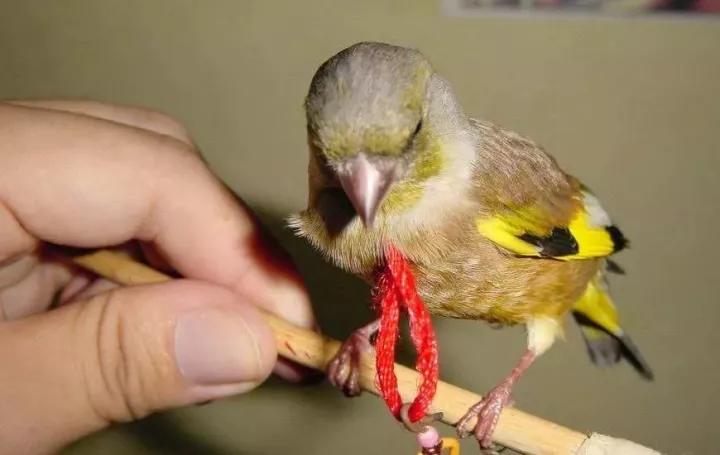 训鸟视频大全,训鸟入门基础知识