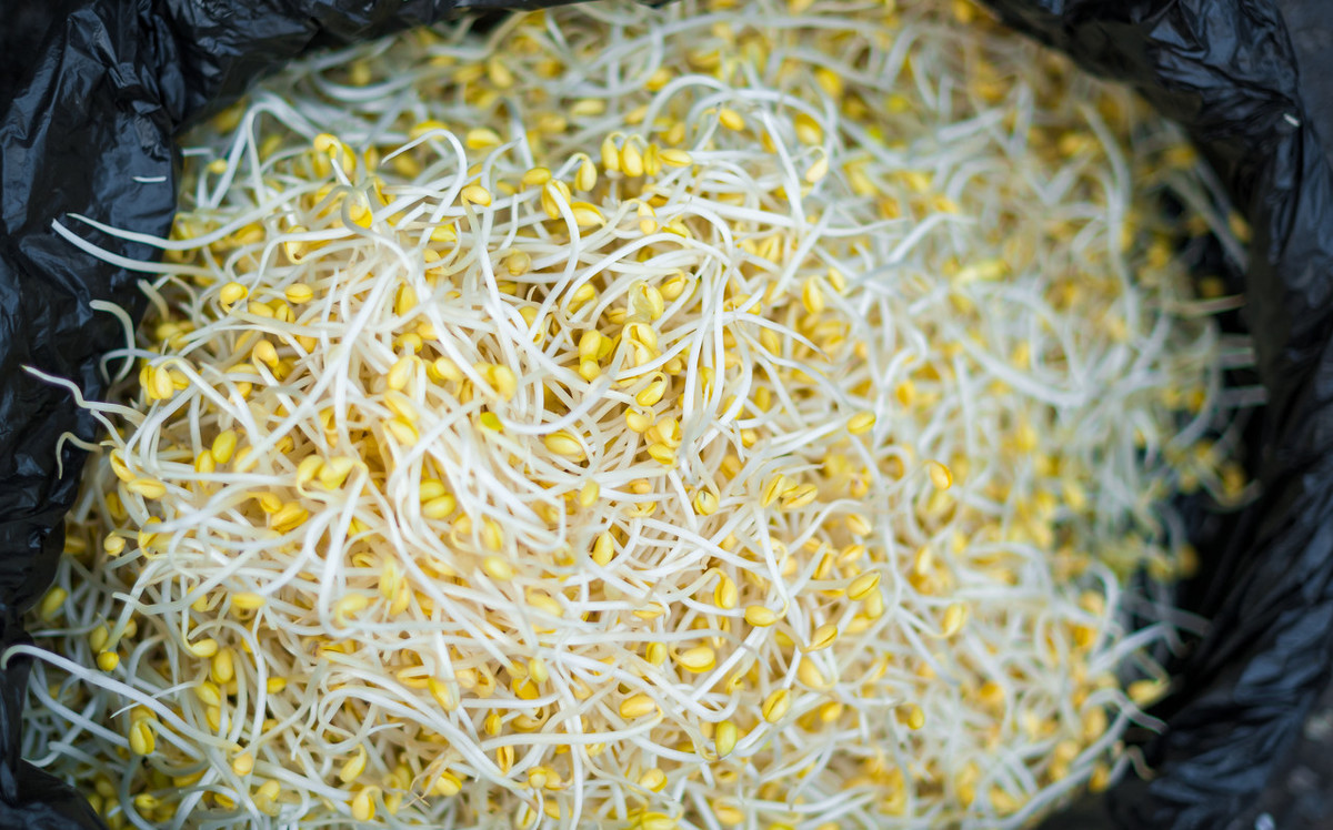 豆芽菜培育盆,豆芽菜培育几次后烂根