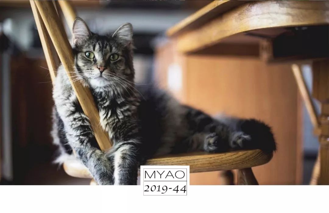 猫咪急救手册,猫咪动脉血栓取出