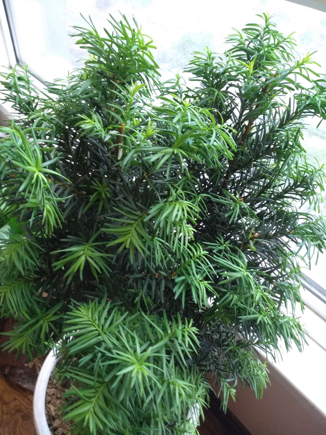 曼地亚红豆杉栽种注意事项和方法,曼地亚红豆杉苗木的栽培与管理