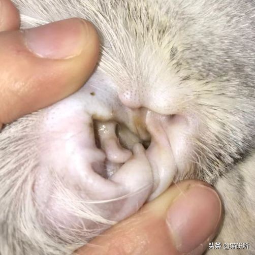 每天15分钟，医生手把手教你做17项猫咪全身检查