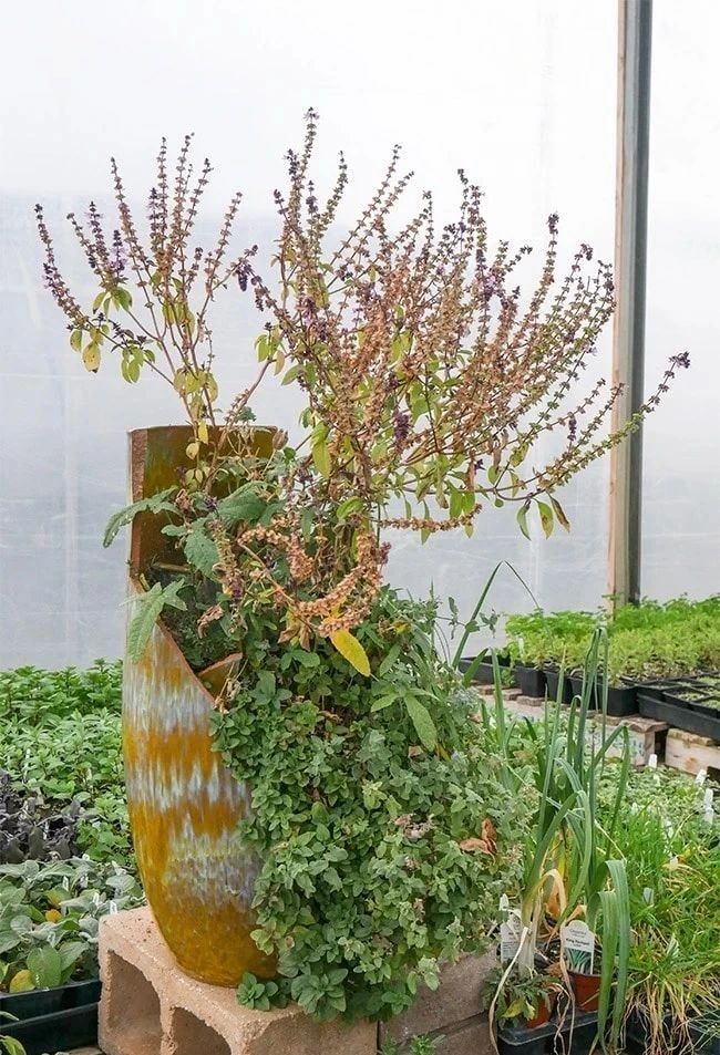 新买的花盆如何改造盆栽,破碎的花盆怎么养花