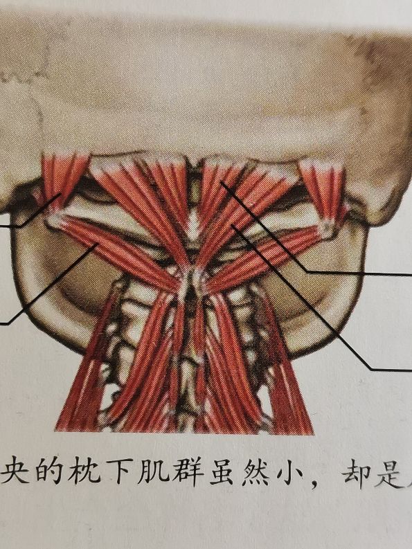 软组织颈椎病怎么治疗,软组织型颈椎病怎样康复