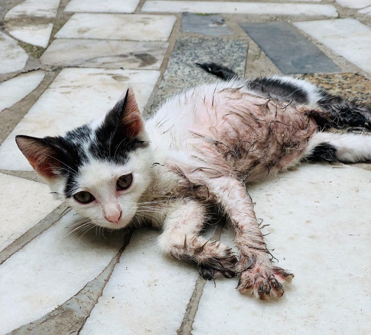 为什么要养猫因为孤独,为什么那么多人都喜欢养猫