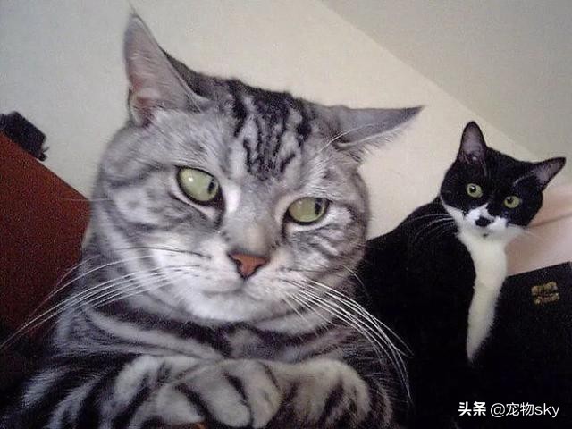 猫不能吃的食物：哪些东西猫咪不能吃？