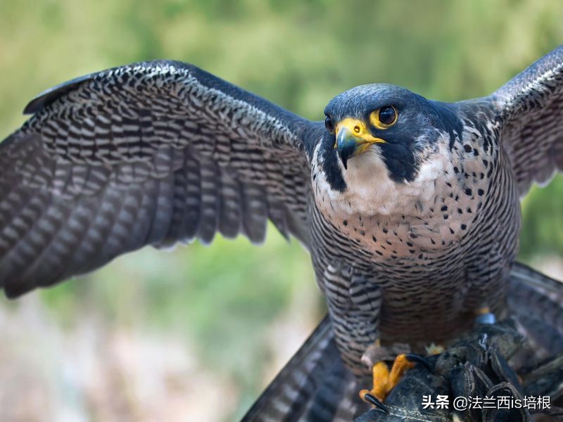 游隼为什么能飞那么快?绝招破解气流分离难题,加速无极限