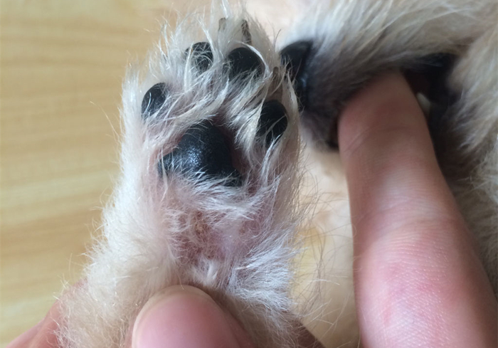 专家辟谣狗狗传染新肺病,狗狗甲沟炎怎么引起的