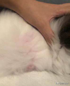 猫身上长了粉色疙瘩,公猫身上长了粉色的疙瘩
