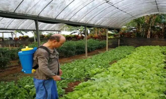 矮壮素对植物有效吗,矮壮素能促进植物抗寒吗
